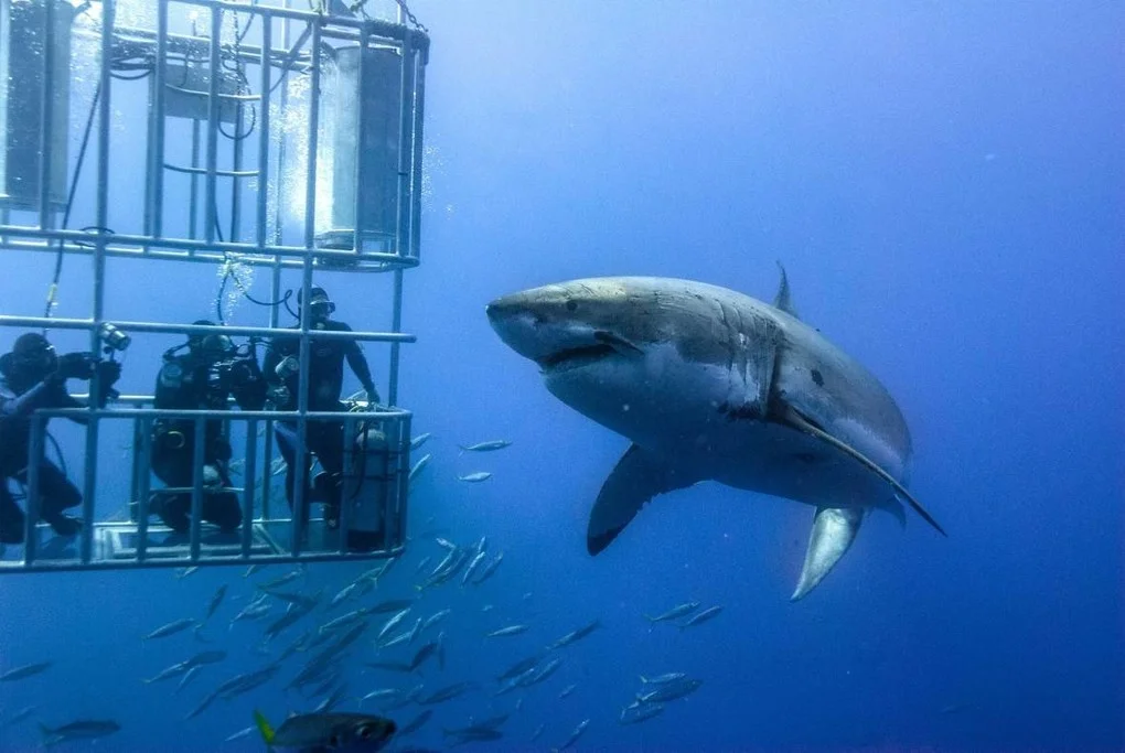 Great White Shark Diving in Gansbaai