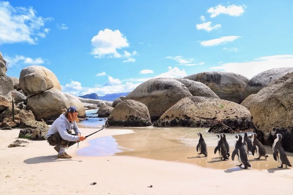 African penguin colony at Boulders Beach