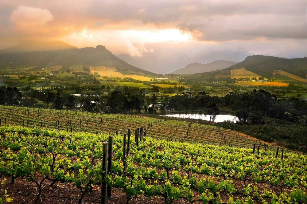 Winelands Experience in Cape vineyards